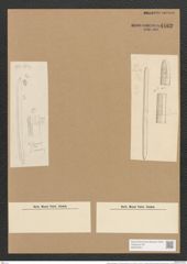 Nitzschia sigmoidea var. armoricana (Kuetz.) Grun. (de-Toni-Nr.: Genus 47, Species 2093) Zeichnungen Sammlung Grunow Nr. 4162 (NHMW-BOT-W0372051)